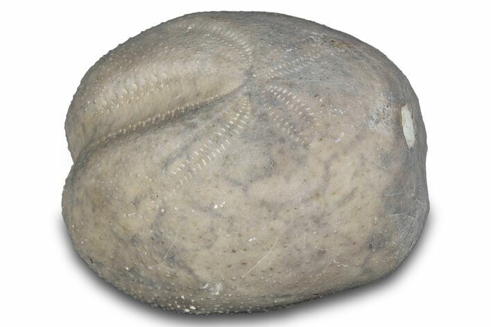 Cretaceous Echinoid (Heteraster) Fossil - Texas #287308